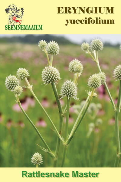 Ogaputk jukalehine "Rattlesnake Master"